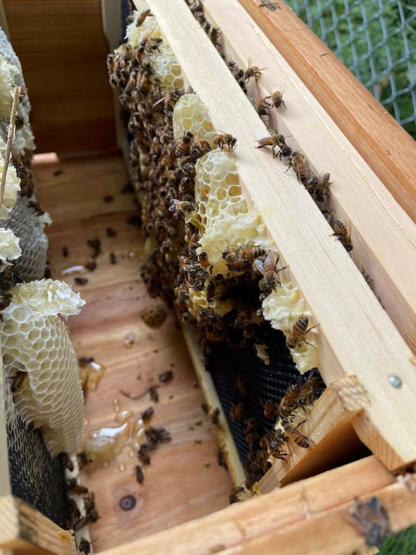 beehive 3 june 21 2021