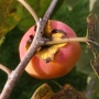 Unripe Early Jewel American persimmon
