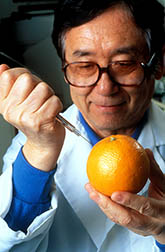 Chemist Shin Hasegawa extracts juice from an orange. Click here for full photo caption.165x252