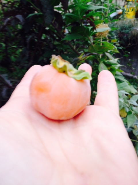 Garretson persimmon in hand