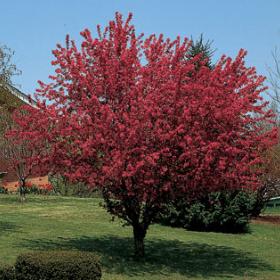 Robinson Crabapple