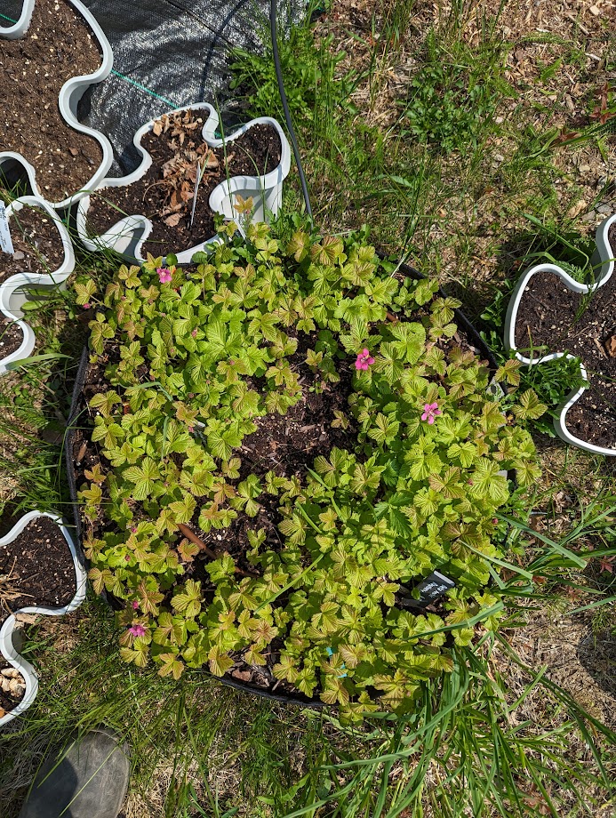 Growing Arctic Raspberry Is it time to rip out out my arctic raspberries? - Page 6 - General ...