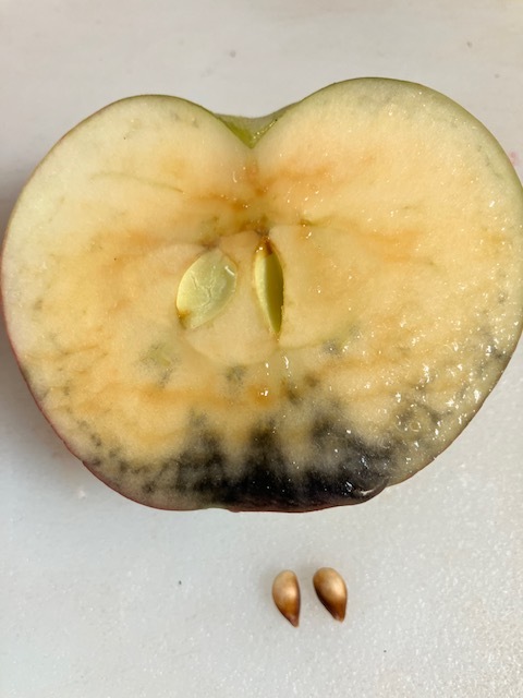 Apple Ripe Spectrum Multiple tests for apple ripeness - General Fruit Growing - Growing Fruit