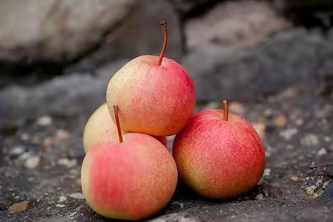 Zongqui Xinhua Asian pear