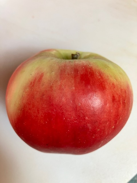 Multiple tests for apple ripeness - General Fruit Growing - Growing Fruit