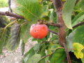 Early Golden American persimmon