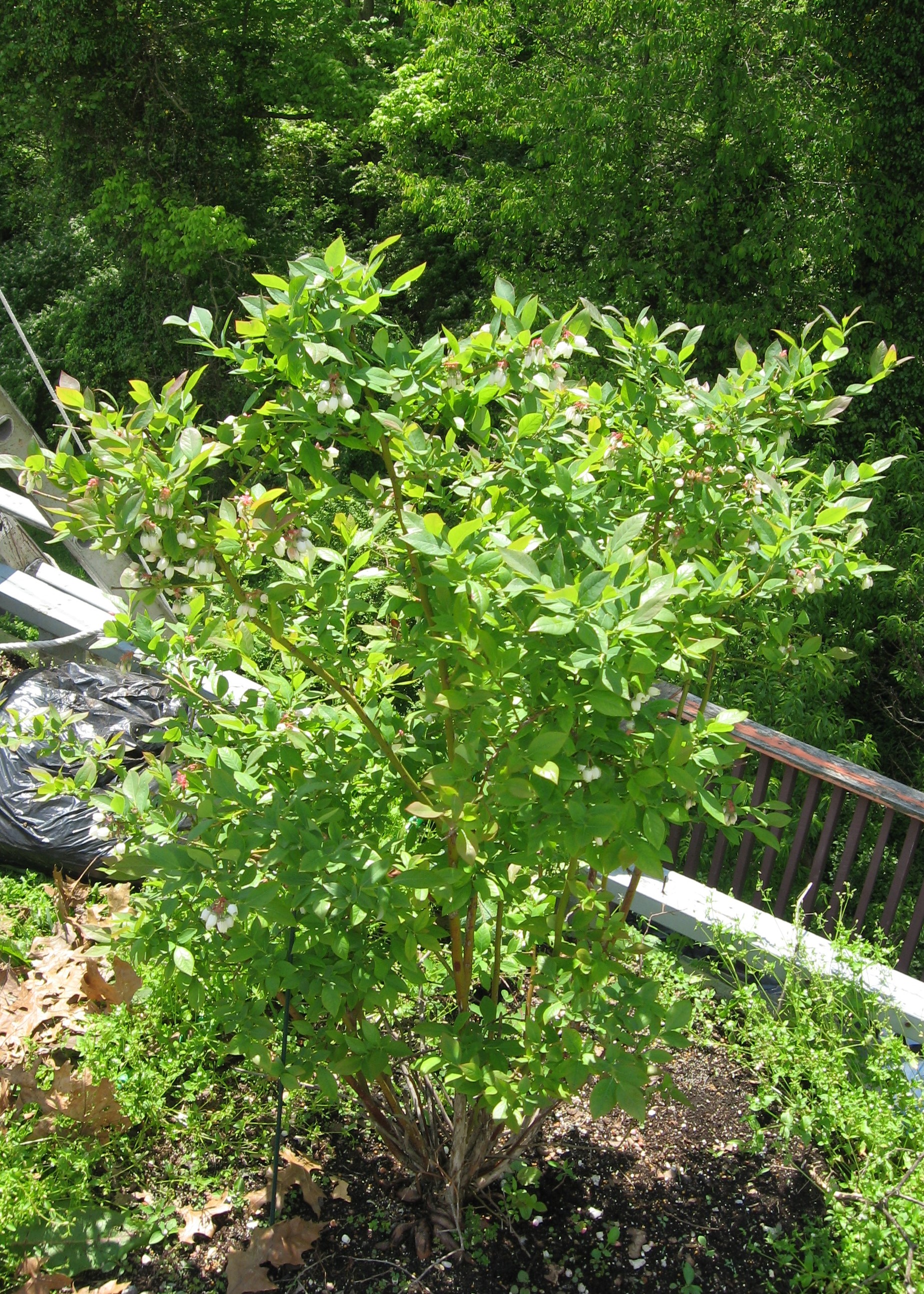 Blueberry bushes grow better at high altitudes General Fruit Growing
