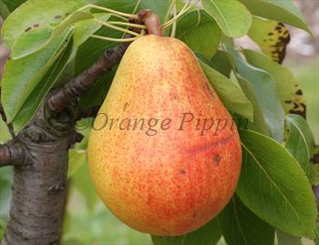 Red clapps favorite pear - Page 2 - General Fruit Growing - Growing Fruit