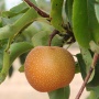 hosui pear