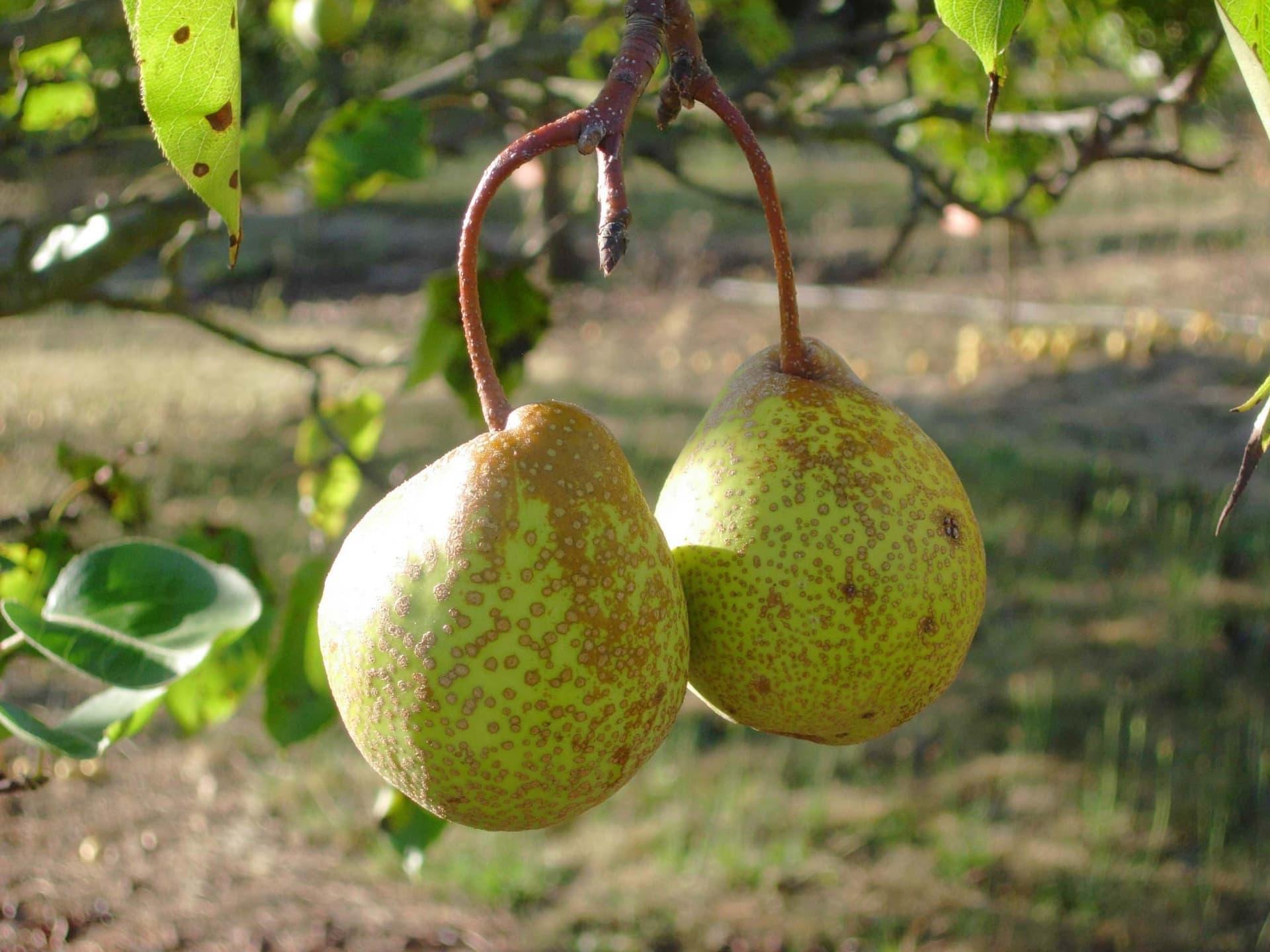 Yulu asian pear - General Fruit Growing - Growing Fruit