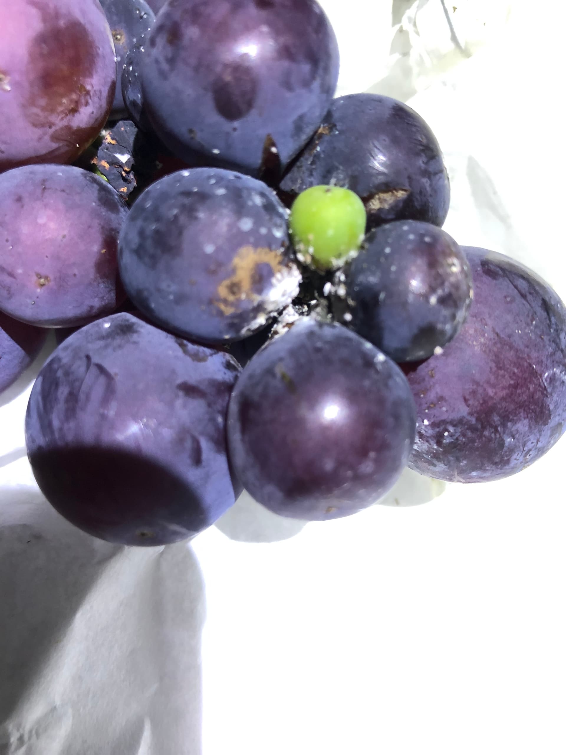 What s This White Pest On My Grapes General Fruit Growing Growing what-s-this-white-pest-on-my-grapes-general-fruit-growing-growing