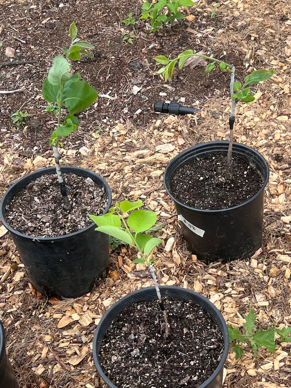 IMG_2151