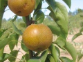 korean giant pear