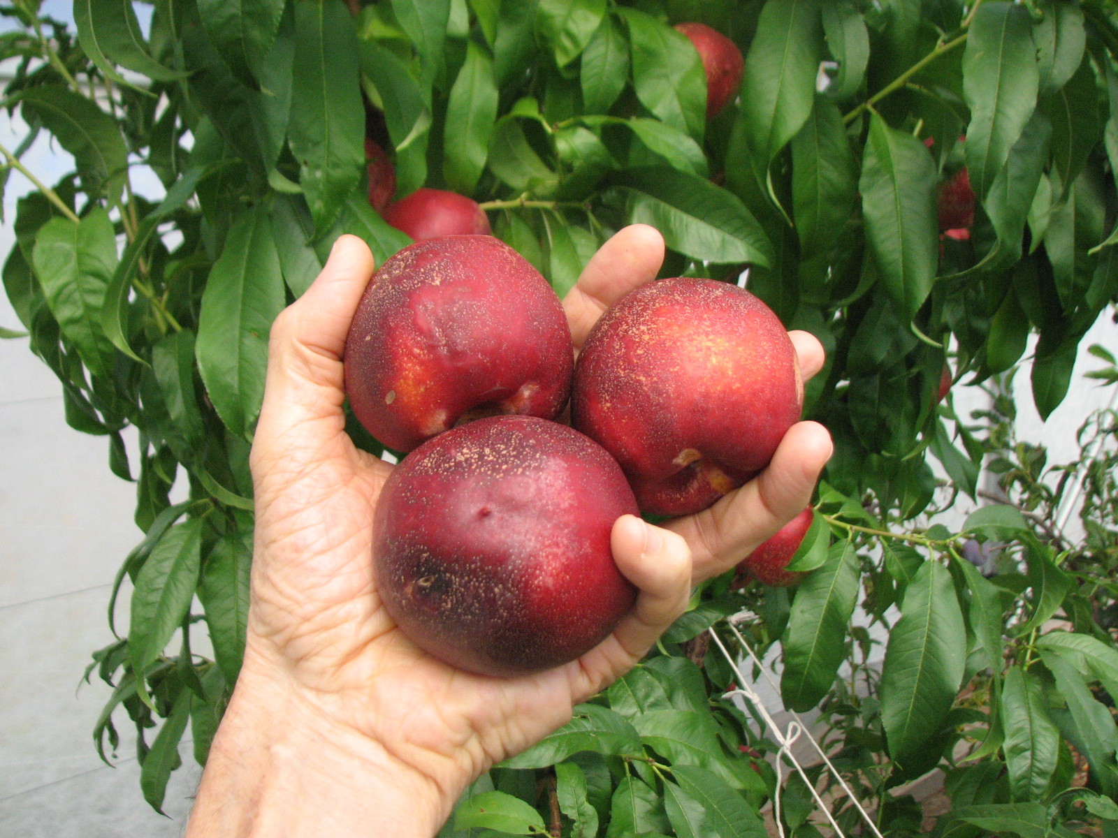 Time to dry some nectarines Fruit in the Kitchen Growing Fruit