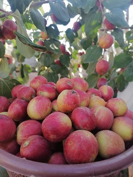 Imagem WhatsApp 2023-04-05 às 14.53.57