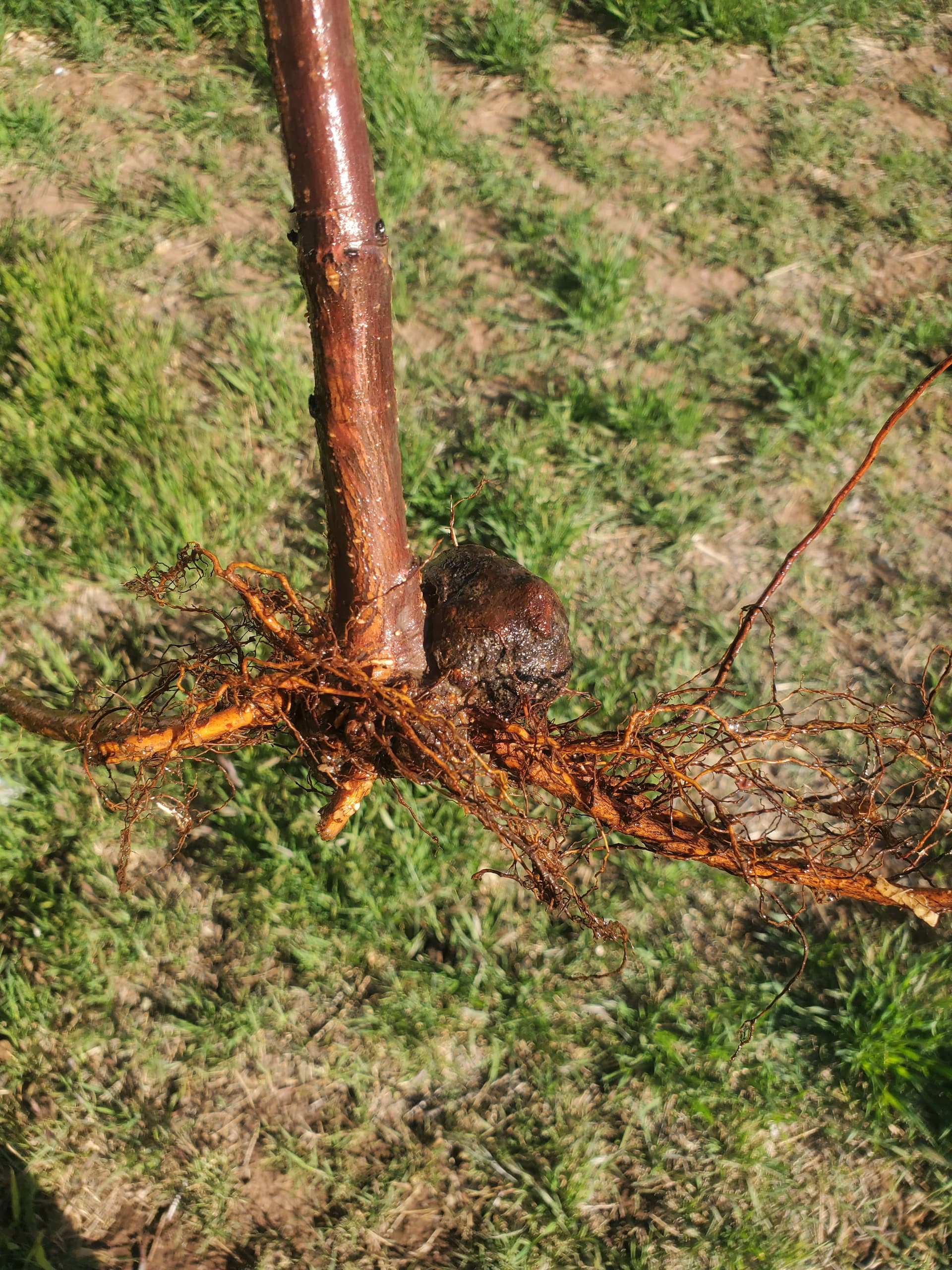 Knot on bare root plum - General Fruit Growing - Growing Fruit