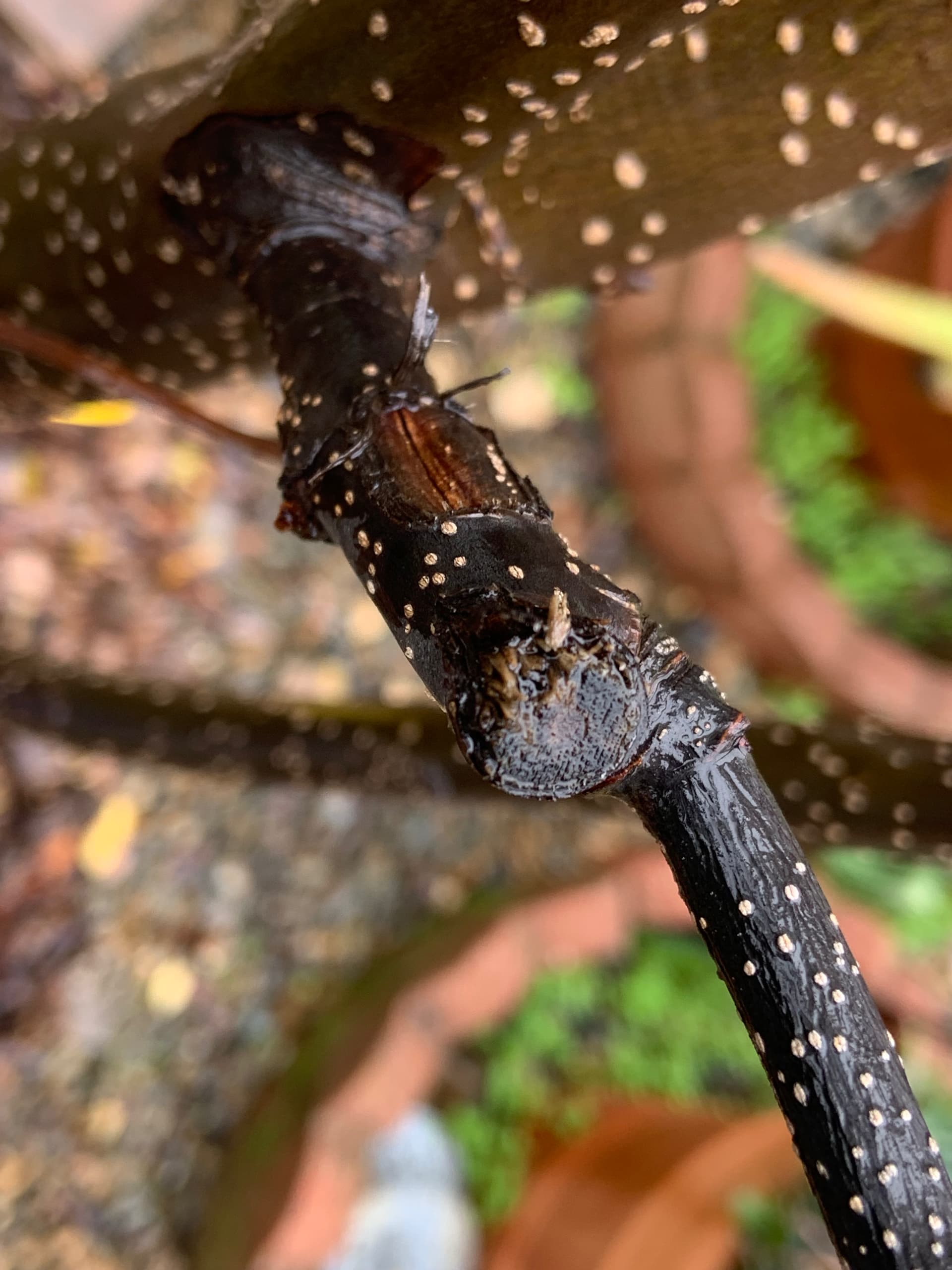 Is this Fire Blight? Please help me diagnose - General Fruit Growing ...