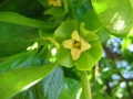 Fuyu persimmon flower