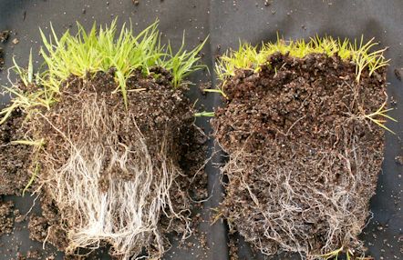 Mycorrhiza-lawns