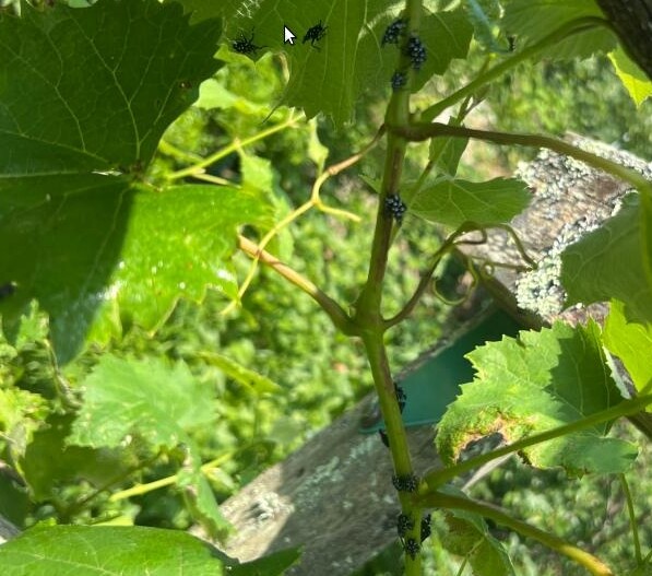 Lantrenfly_grape_06-26-2024