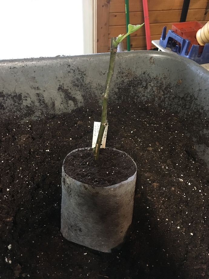 Dip%20n'%20Grow%20%20Promix%20%20%20Bottom%20Heat%20%20%20Consan%2020%20Fungicide%20%20%20Grow%20Bags%20%20007