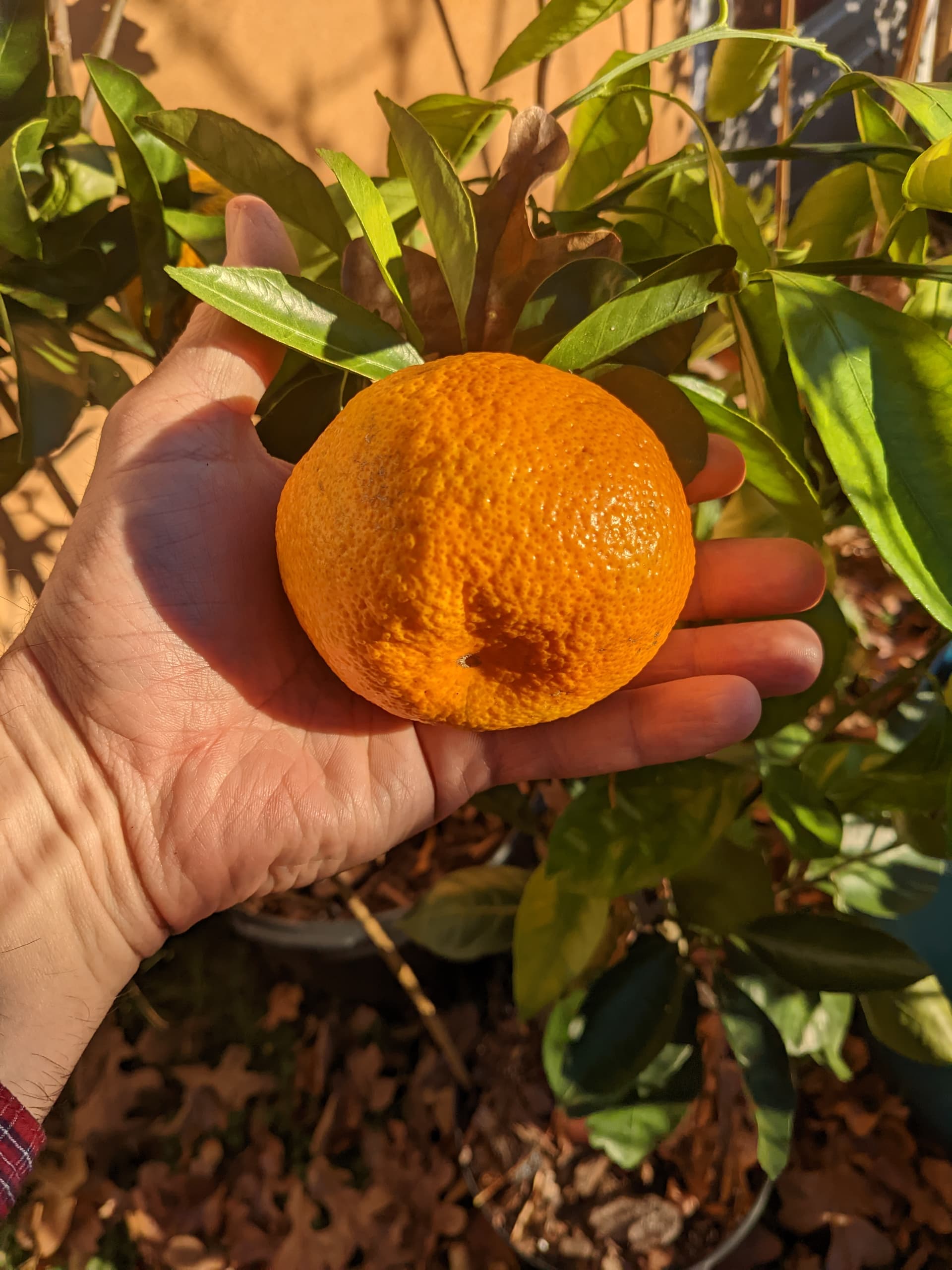 Early Satsuma Varieties Page 2 General Fruit Growing Growing Fruit