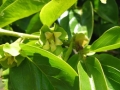 Izu persimmon flower