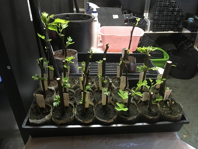 Dip%20n'%20Grow%20%20Promix%20%20%20Bottom%20Heat%20%20%20Consan%2020%20Fungicide%20%20%20Grow%20Bags%20%20002