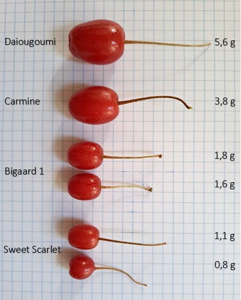 Comparison 2.PNG