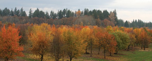 Pear trees growing at the repository In spring (inset) and fall. As unique and individually colorful as are the fruit midseason.