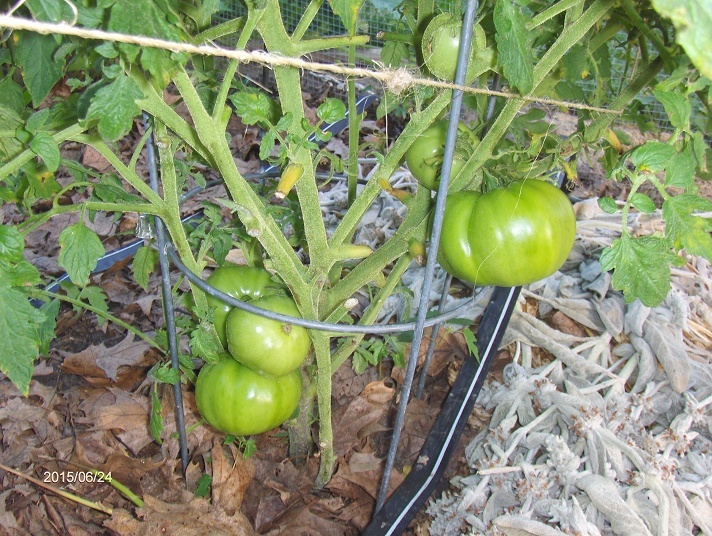 Tomatoes so far in zone 5b/6a General Gardening Growing Fruit