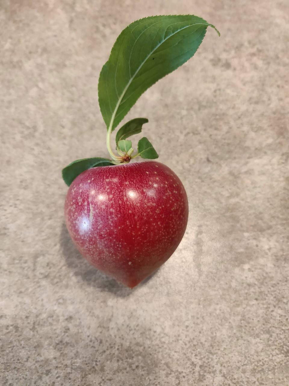 Candy Heart Pluerry General Fruit Growing Growing Fruit