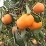 Weber American persimmons