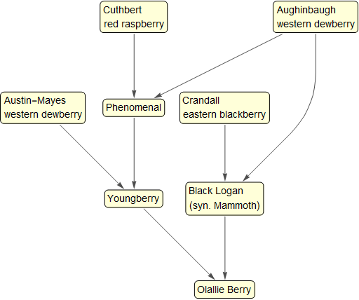 Olallie Berry Ancestry-1