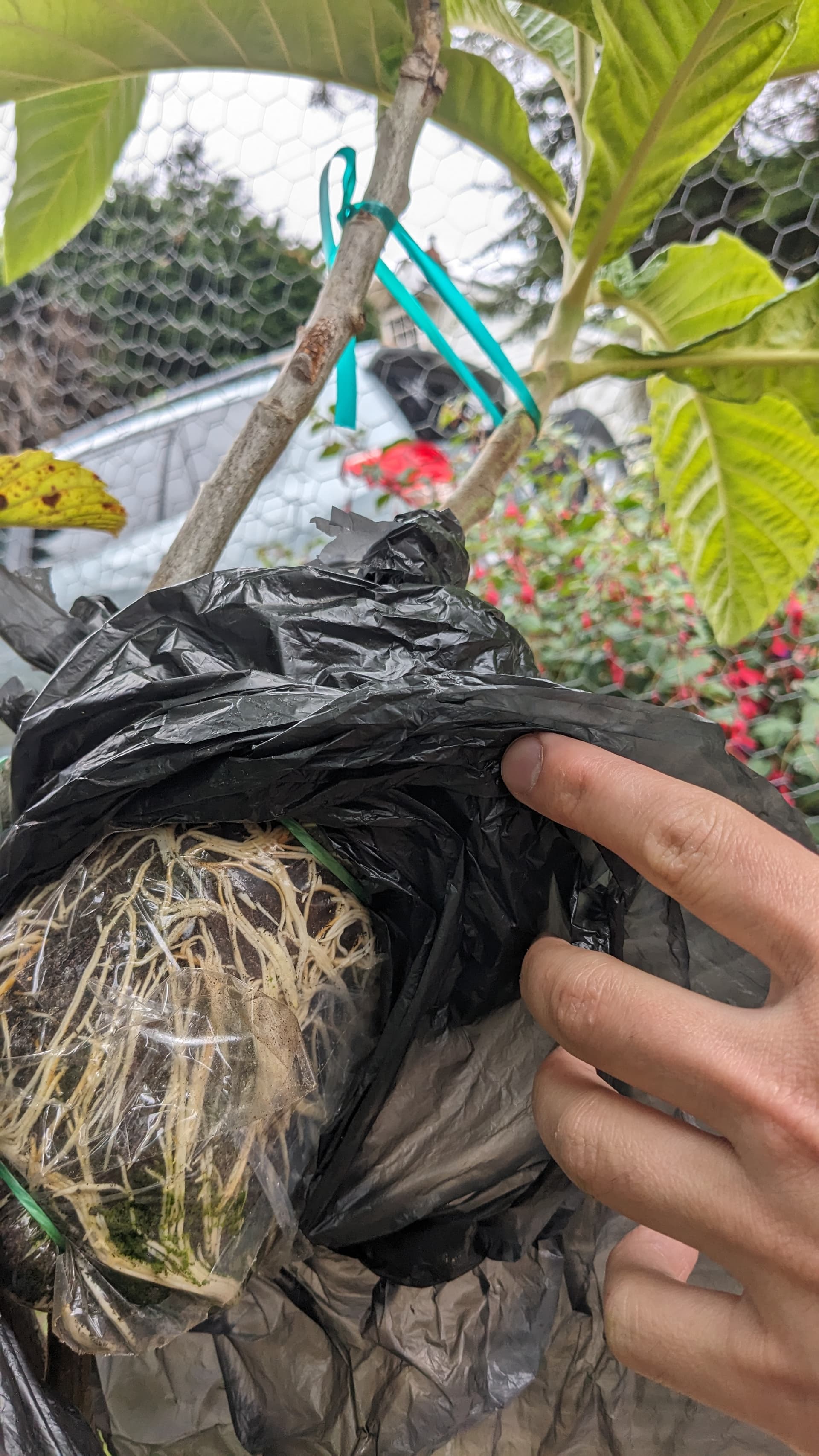 How to propagate a multi grafted loquat - General Fruit Growing ...