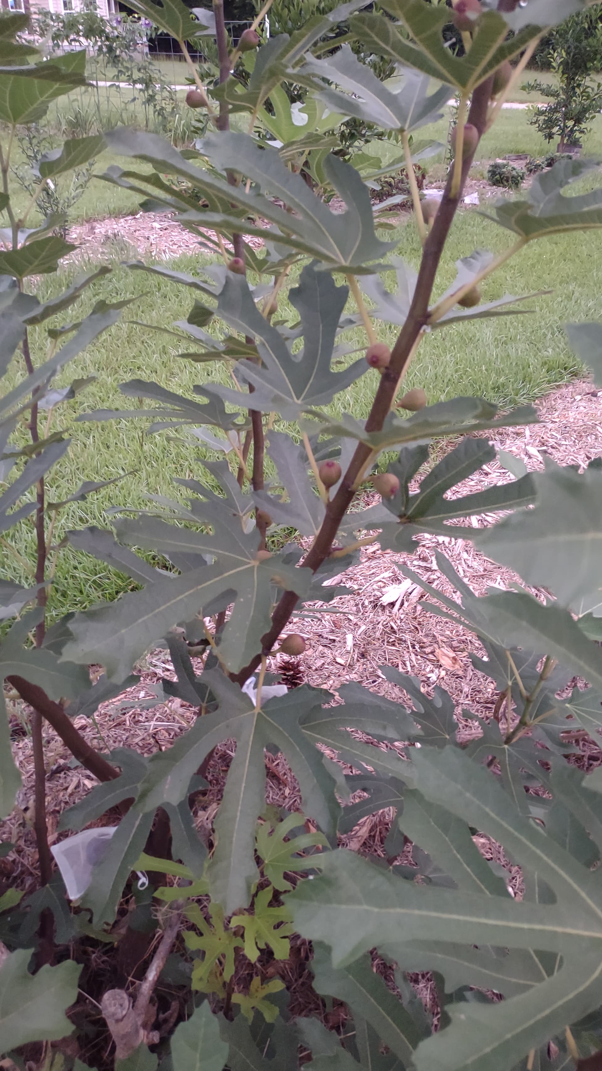 Figs 2025 - General Fruit Growing - Growing Fruit