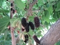 Gerardi Dwarf mulberries