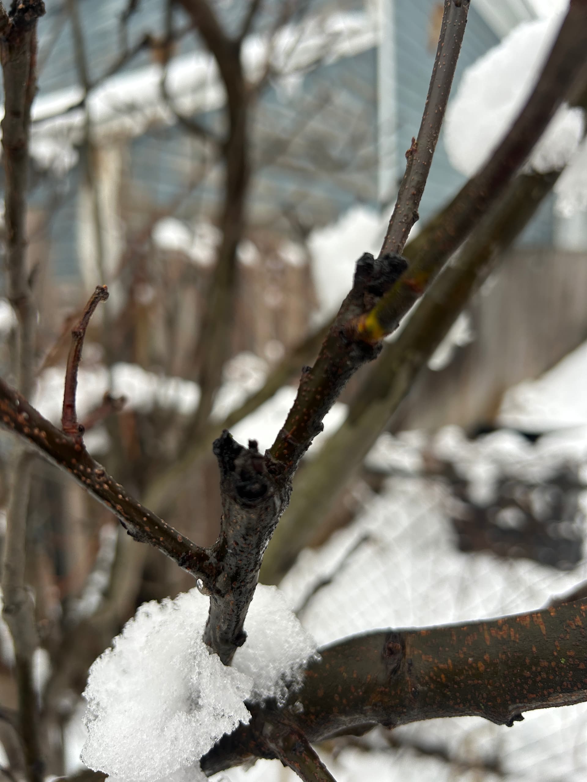 Quince Problems Issues with quince? - General Fruit Growing - Growing Fruit