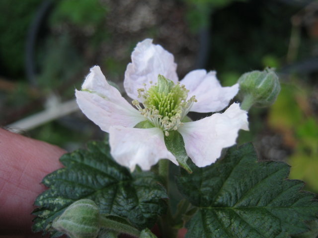 weird flower Many x MR 6x_1