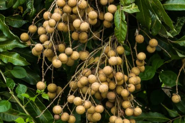 longan fruit