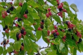 red and black mulberries