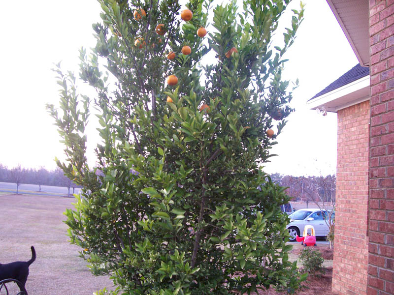 changsha tangerineu0100413.gif (44107 bytes)
