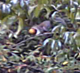 squirrel on tiny autumn olive branch