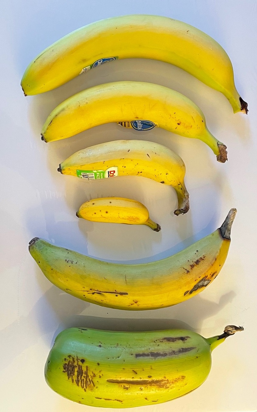 Banana for Scale - General Fruit Growing - Growing Fruit