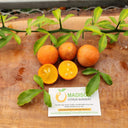 US942 Cutting Grown Citrus Tree