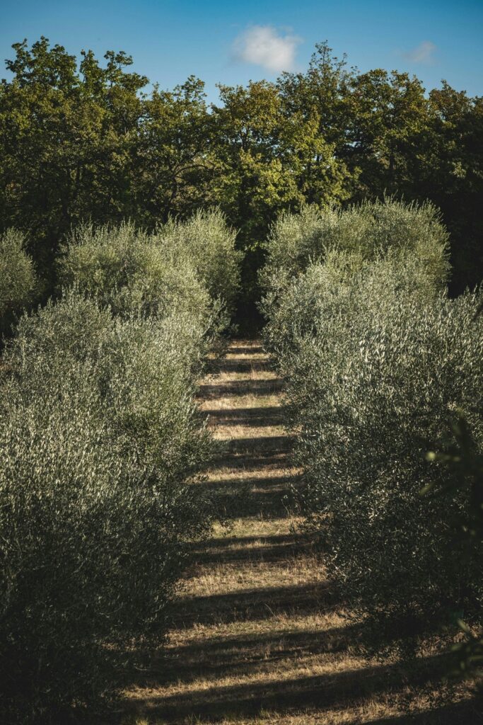 olive-orchard