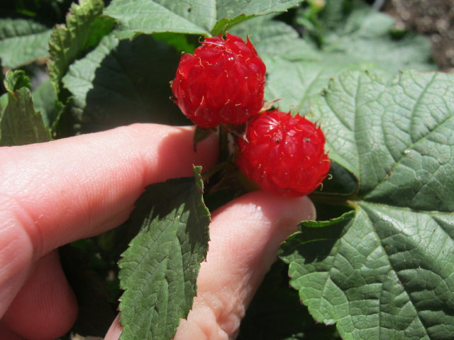 R.crat fruit_1
