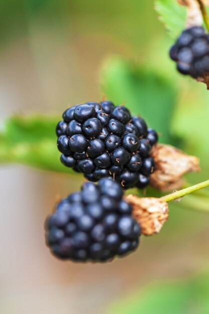 Under Ripe Blackerry Ripeness and Processing of Blackberries - General Fruit Growing ...