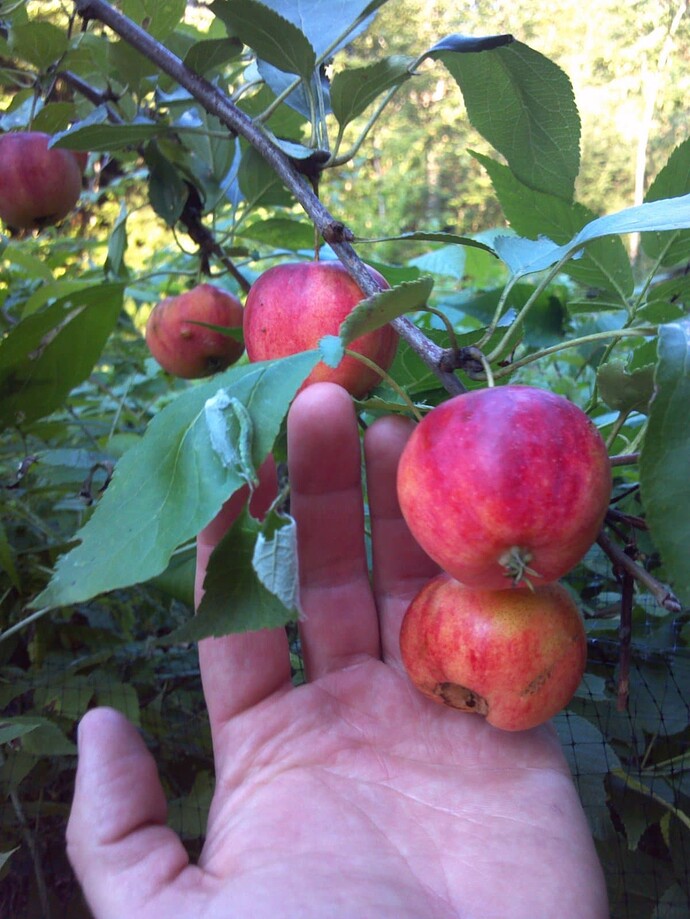 f7793b49bd6de36b780386495080bb697b16c074_2_690x919