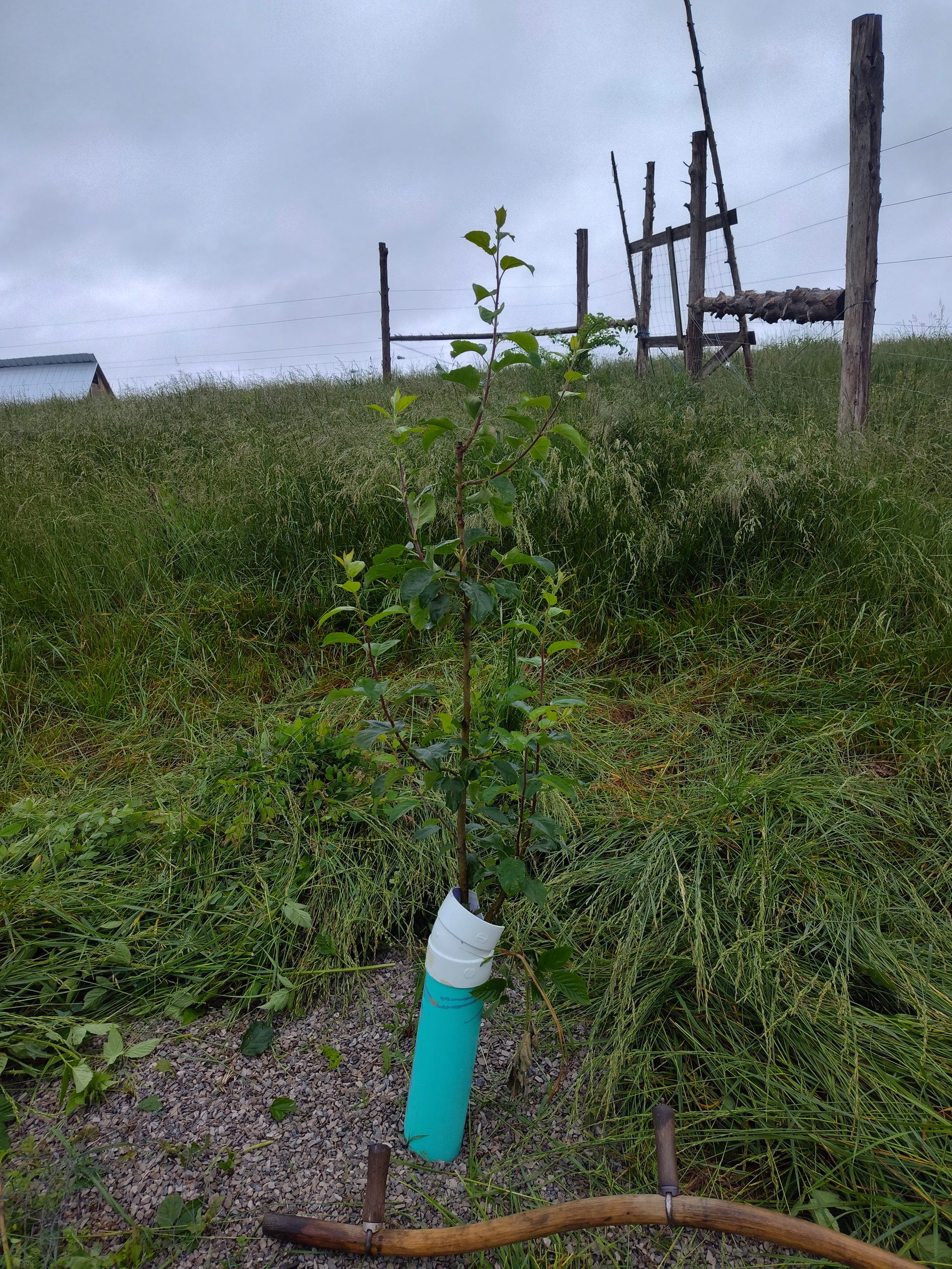 Young apple tree training. Showcasing 
